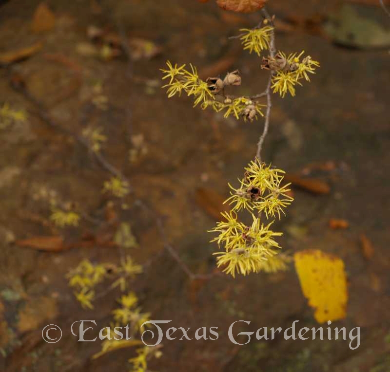 witchhazel